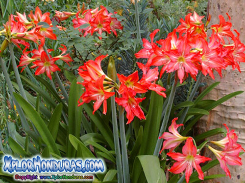 plantas venenosas amarilis hippeastrum