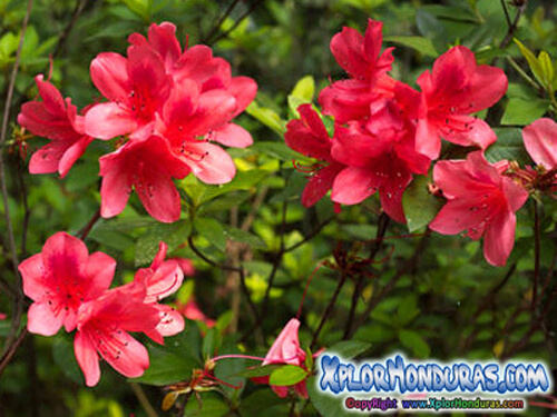 plantas venenosas azalea rhododendron simsii