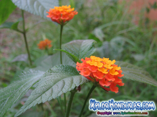 plantas venenosas bandera de espana lantana