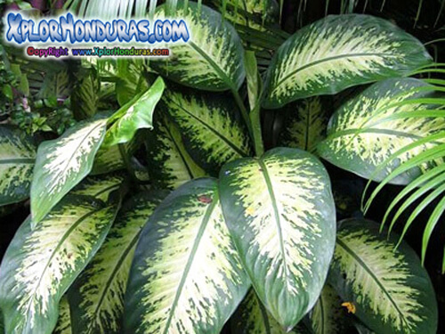 plantas venenosas dieffenbachia