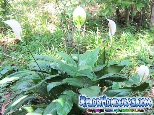 plantas venenosas flor de la paz spathiphyllum