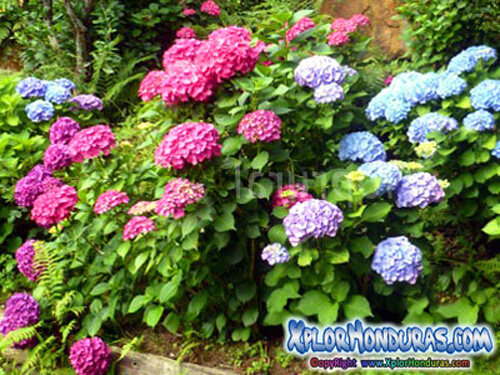 plantas venenosas hortensia