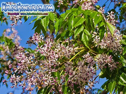 lantas venenosas melia azedarach arbol de paraiso