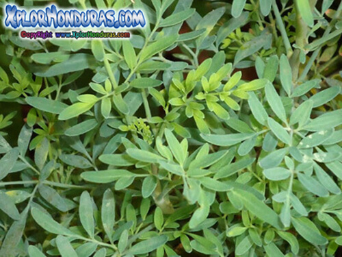 plantas venenosas ruda