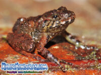 Rana Craugastor milesi