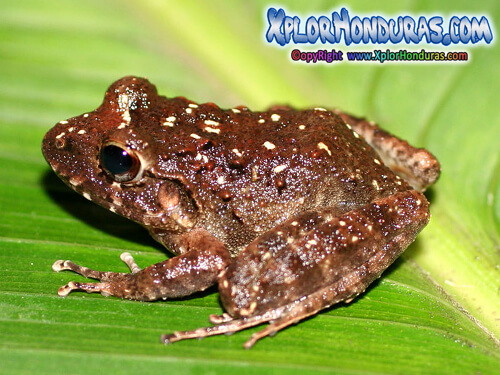 Rana Craugastor milesi Honduras