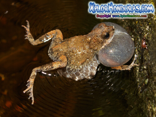 Rana Tungara Engystomops pustulosus frog