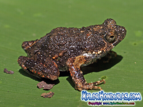 Rana Tungara Engystomops pustulosus Portada Honduras