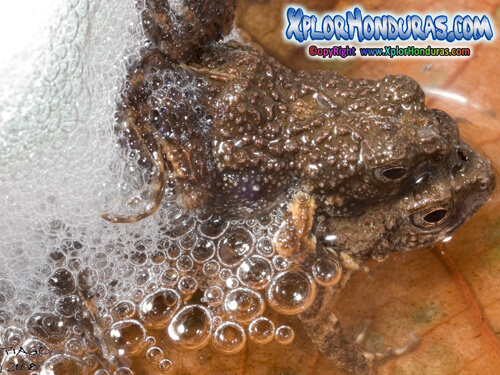 Rana Tungara Engystomops pustulosus Tungara Sexo
