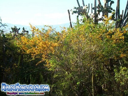 Refugio de Vida Silvestre Colibri Esmeralda Hondureño
