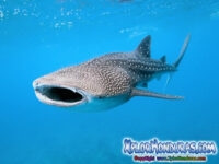 Tiburon Ballena – Rhincodon Typus – El pez mas grande del mundo