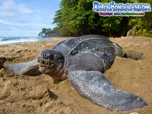 Tortuga baula o gigante dermochelys coriacea
