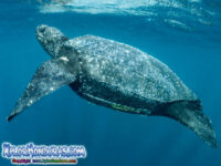 Tortuga Baula o Gigante