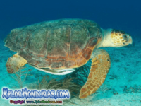 Tortuga Caguama Caretta caretta