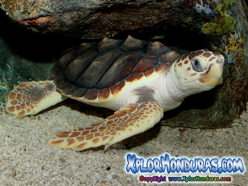 Tortuga Caguama Caretta caretta Honduras
