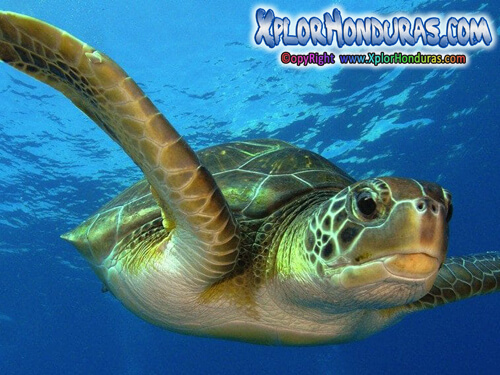 Tortuga Caguama o Boba Caretta caretta