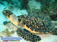 Tortuga Carey Eretmochelys imbricata