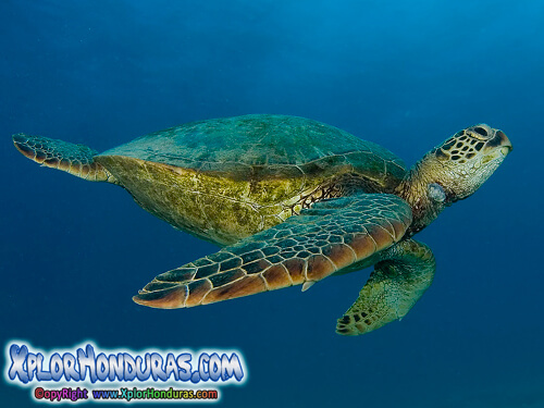 Tortuga Carey Eretmochelys imbricata