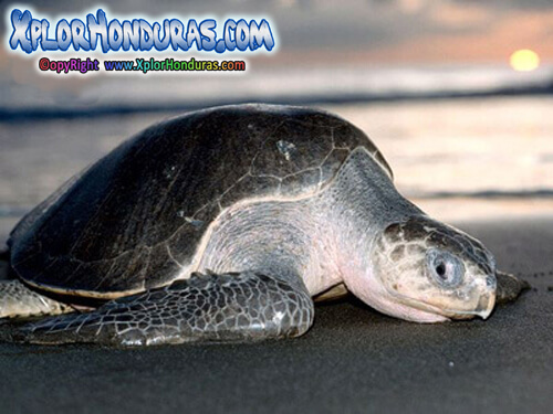 Tortuga Golfina Marina Olive Ridley Sea Turtle Honduras Natural