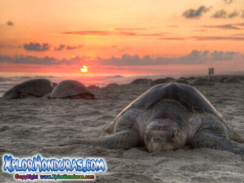 Tortuga Marina Golfina Lepidochelys olivacea Honduras