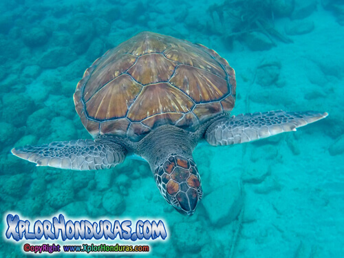 Tortuga Verde Chelonia mydas Honduras