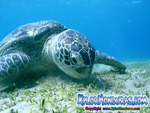 Tortuga Verde Chelonia mydas Honduras