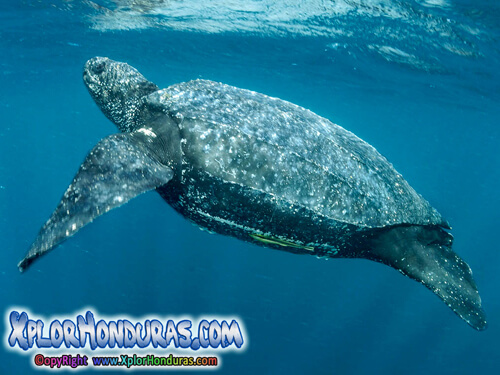 Tortugas Quelonios Testudines Tortuga baula o gigante