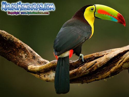 Tucan Ramphastidae - Hermosa ave exótica y tropical