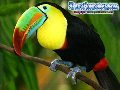Tucan Ramphastidae - Hermosa ave exótica y tropical