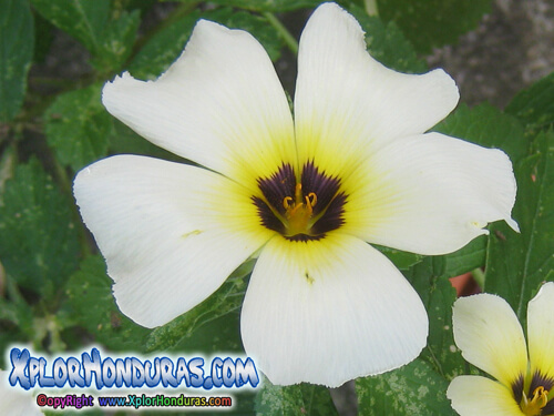 Turnera subulata Flor blanca con centro morado