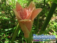 Fotos Credia Honduras