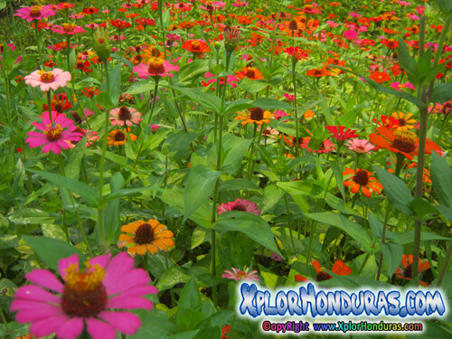Flor Zinnias Honduras